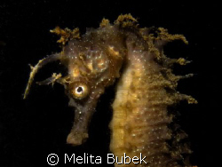 seahorse ...again...I like this litlle, proud creatures. by Melita Bubek 